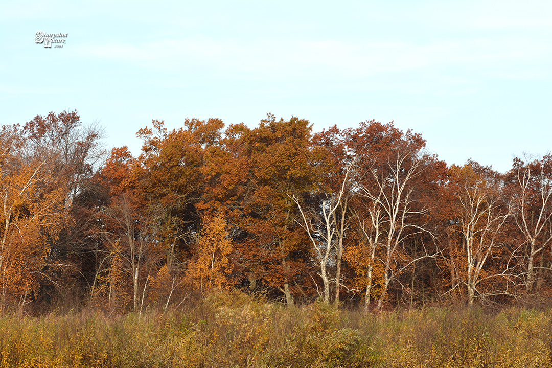 Fall Color