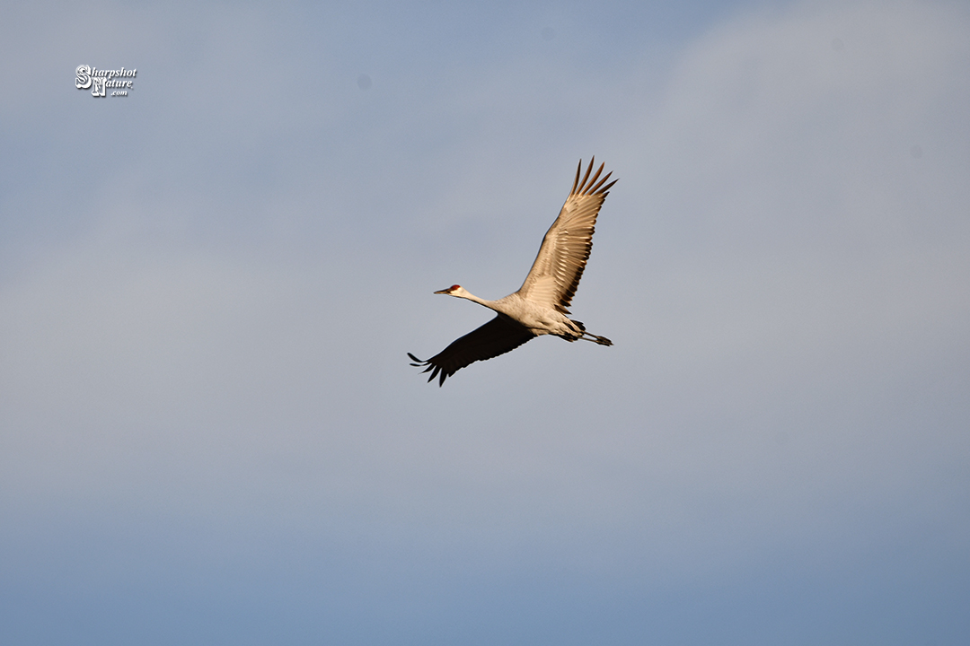 Sandhill Crane