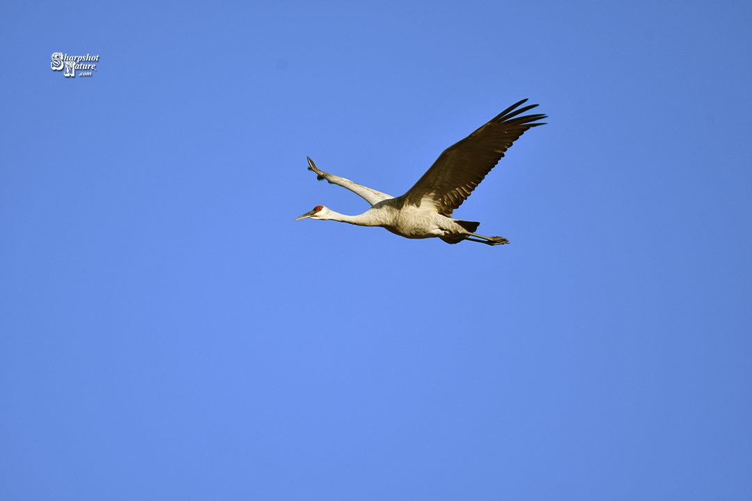 Sandhill Crane