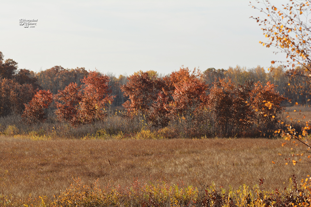 Fall Color