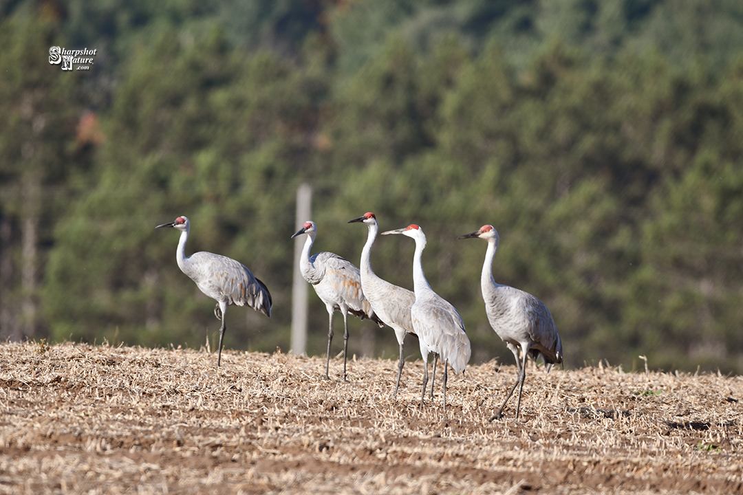 Sandhill Crane