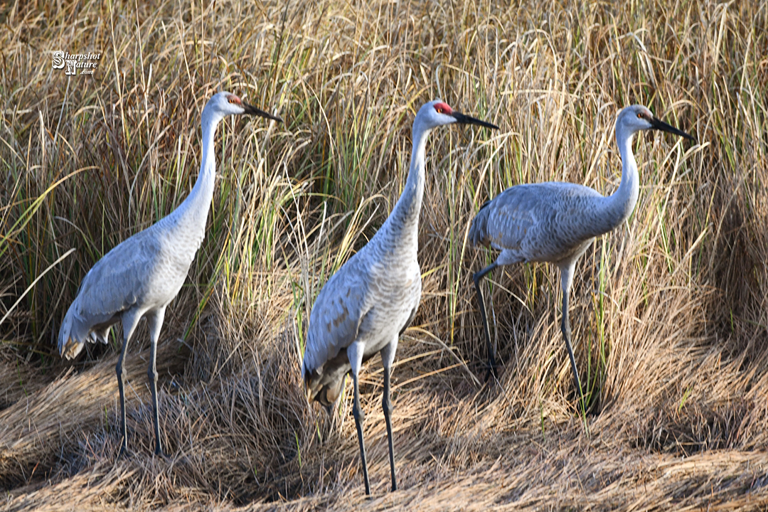 Sandhill Crane