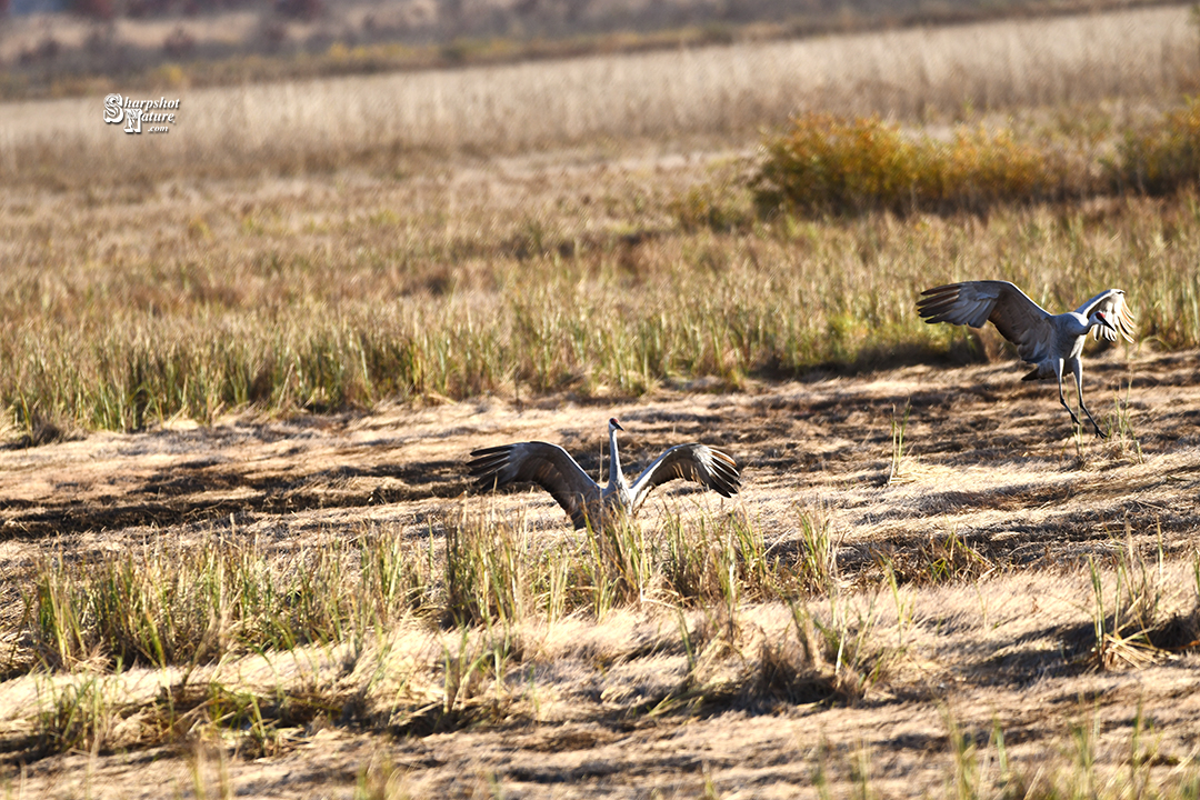 Sandhill Crane