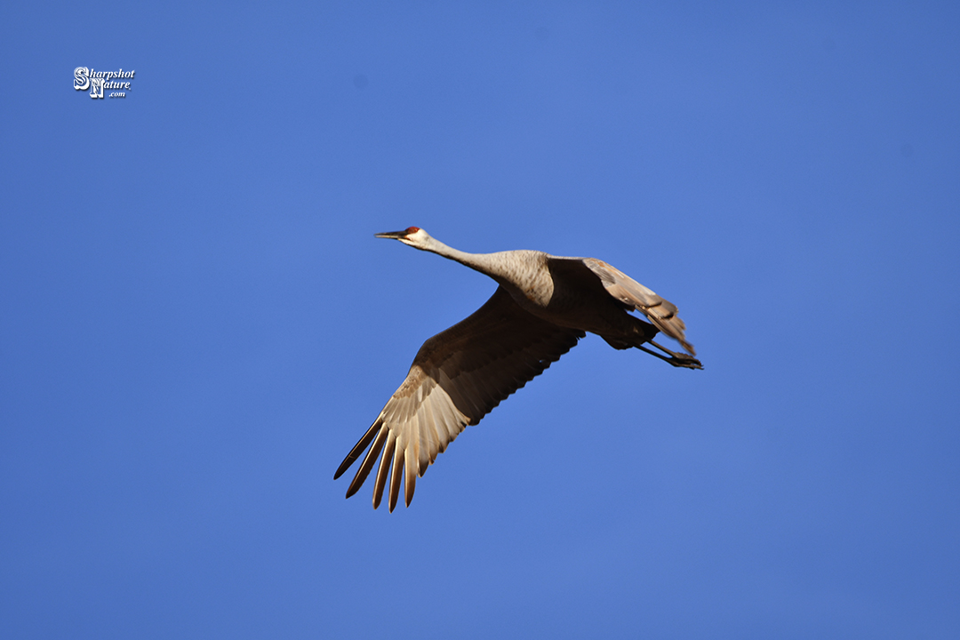 Sandhill Crane