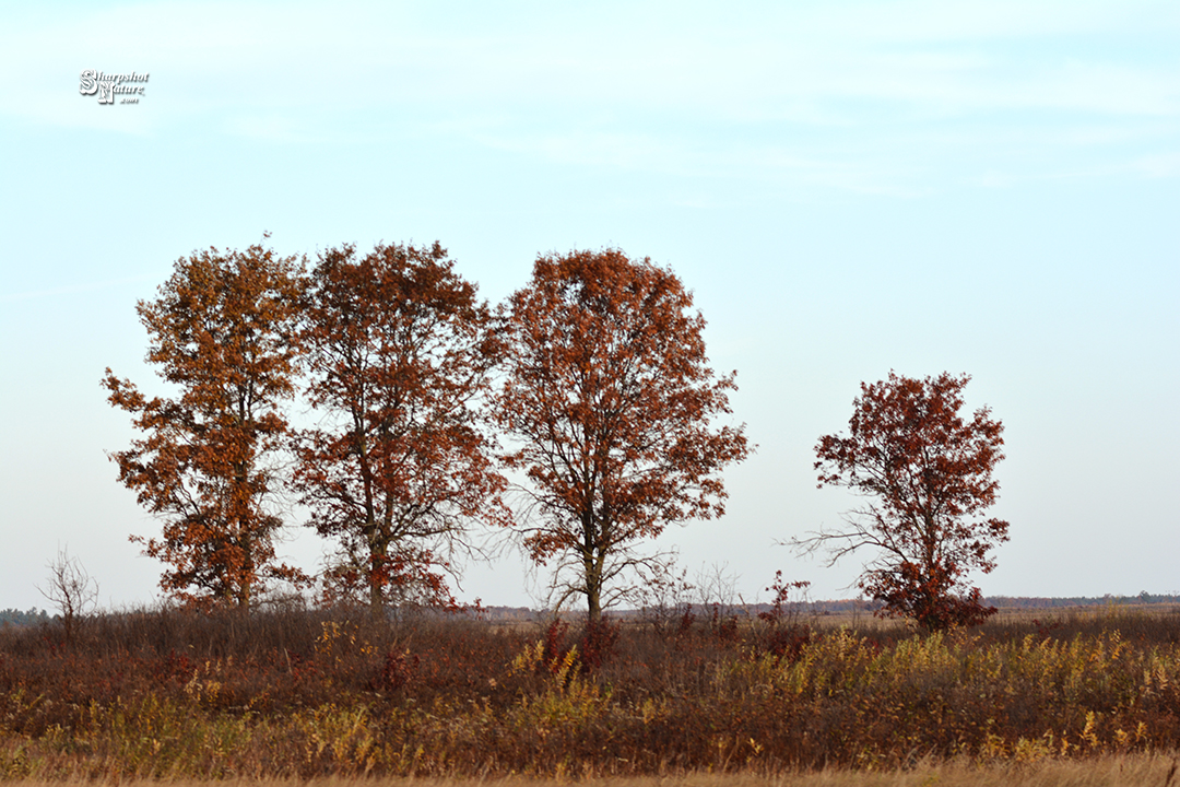 Fall Color