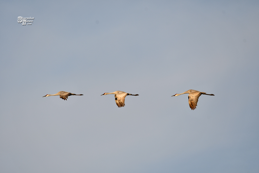 Sandhill Crane