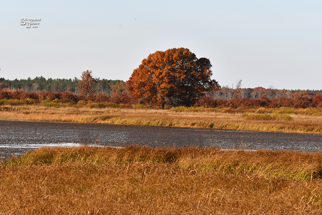 Fall Color