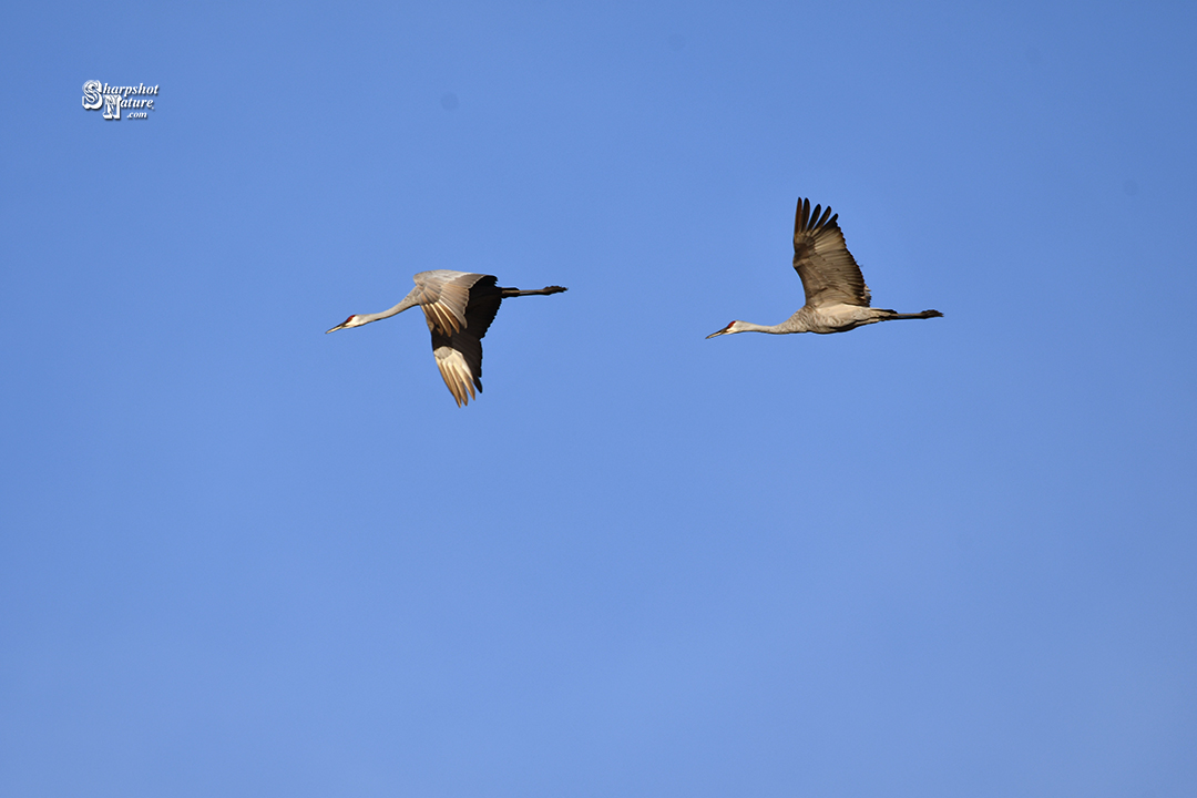 Sandhill Crane