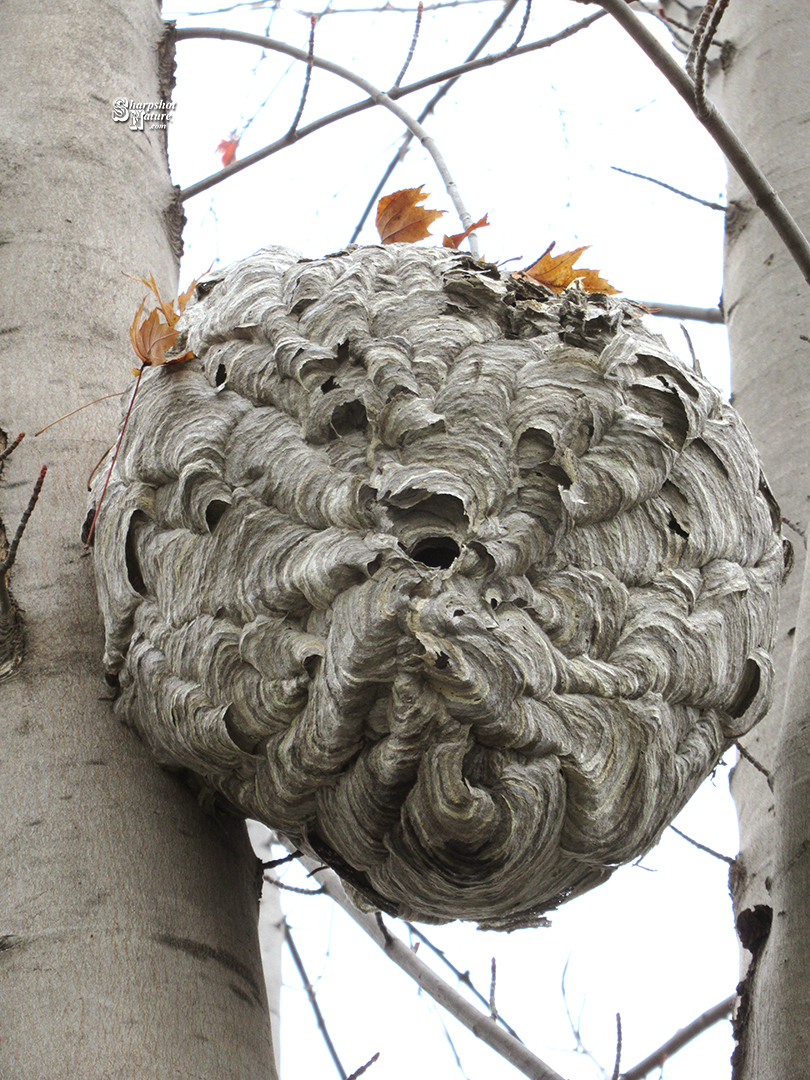 Bee Nest