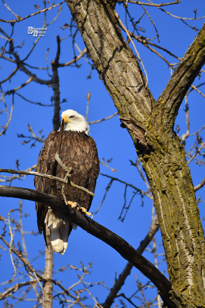 Bald Eagle