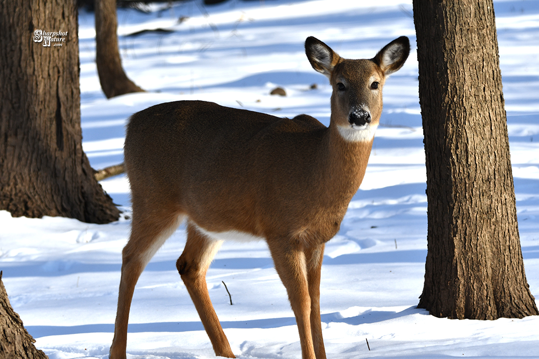 White-tail Deer