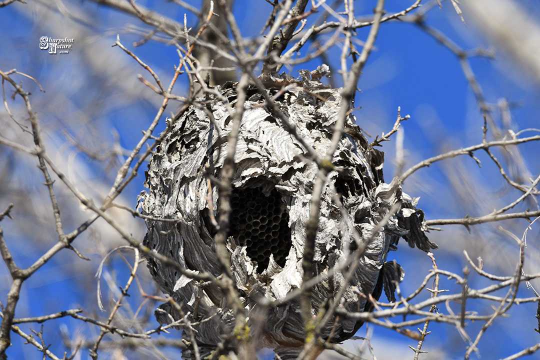 Bee Nest