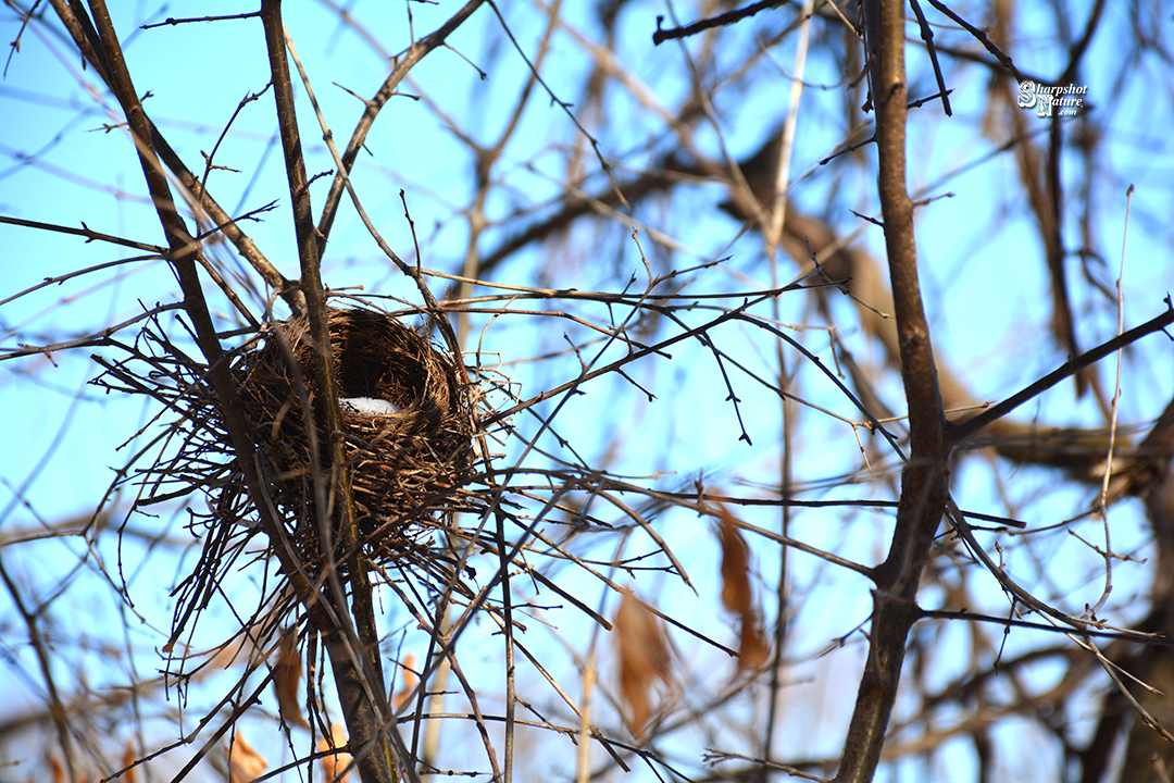 Bird Nest