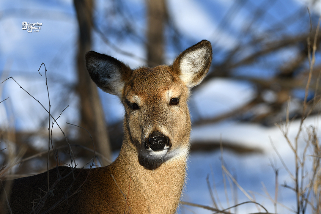 White-tail Deer