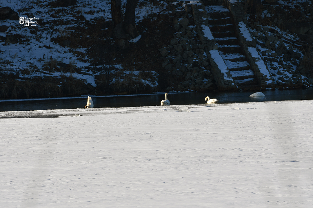 Trumpeter Swan