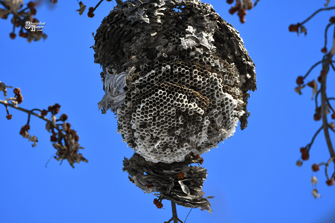 Bee Nest