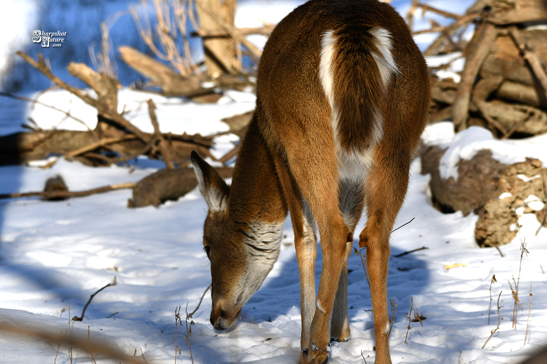 White-tailed Deer