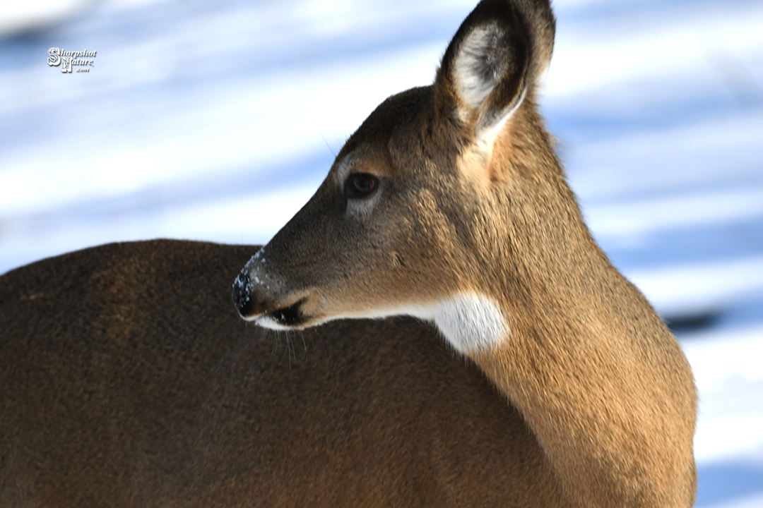 White-tailed Deer