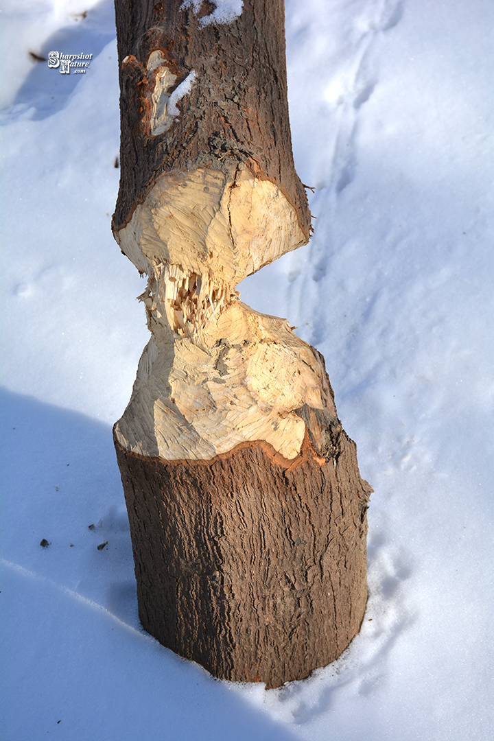 Beaver Work