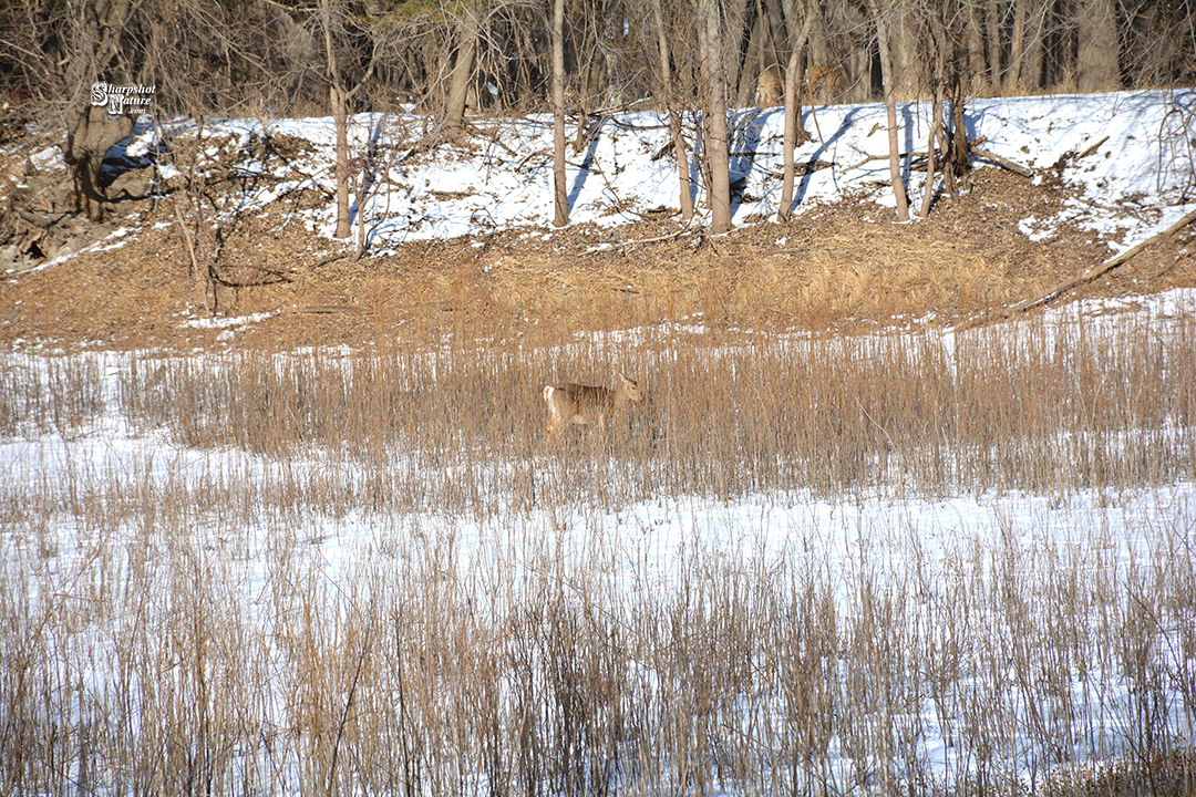 White-tailed Deer