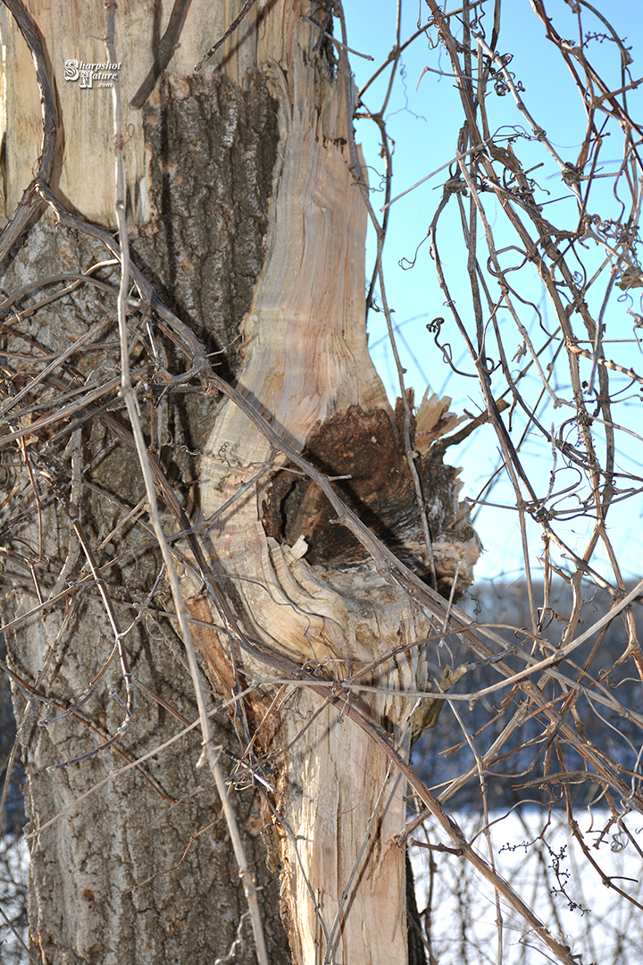 Tree Knot