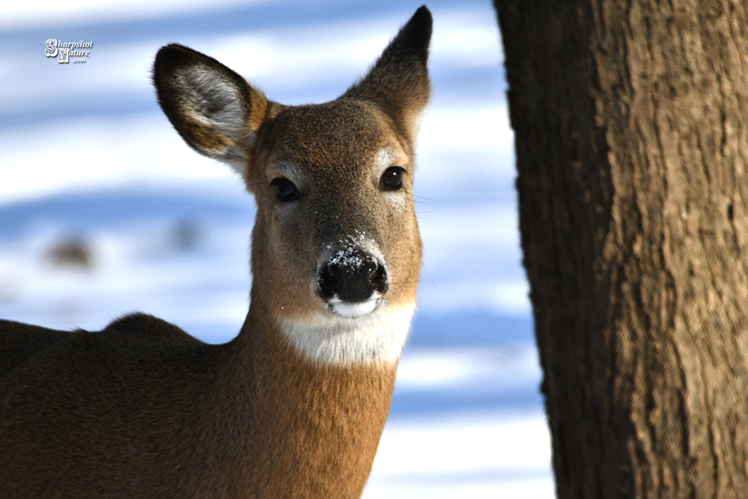 White-tailed Deer