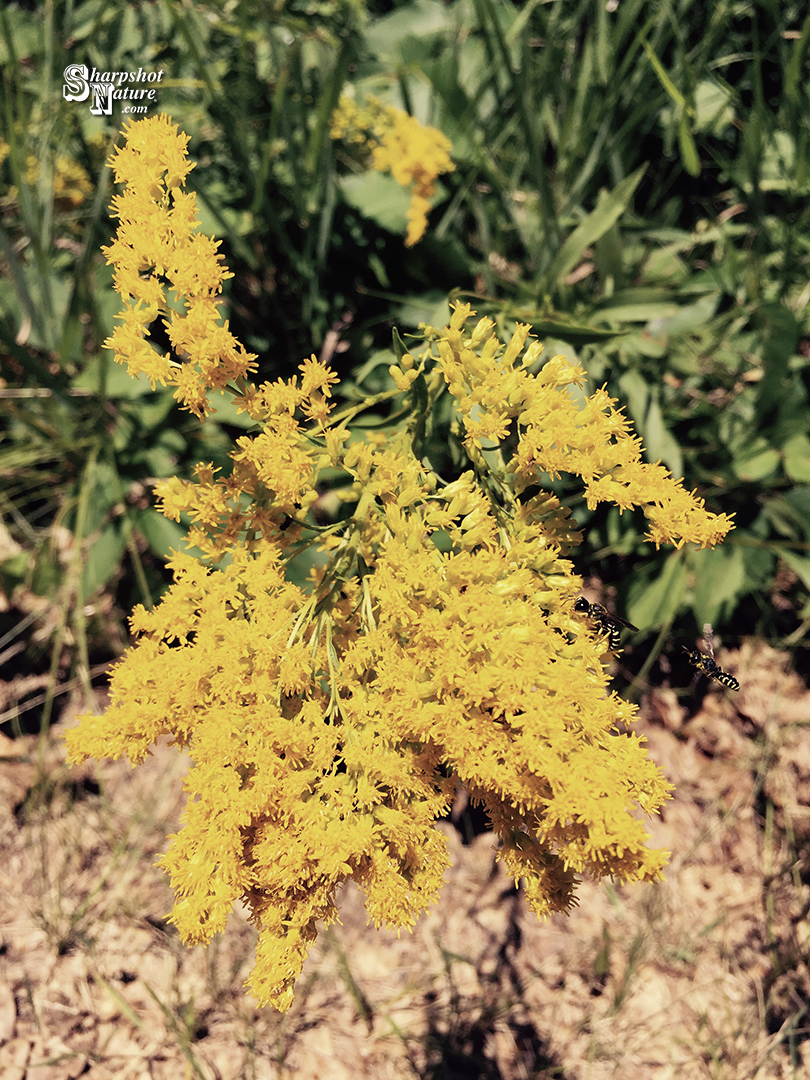 Canada Goldenrod