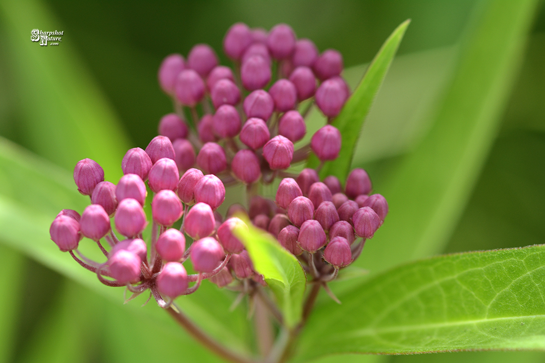 Marsh Milkweed
