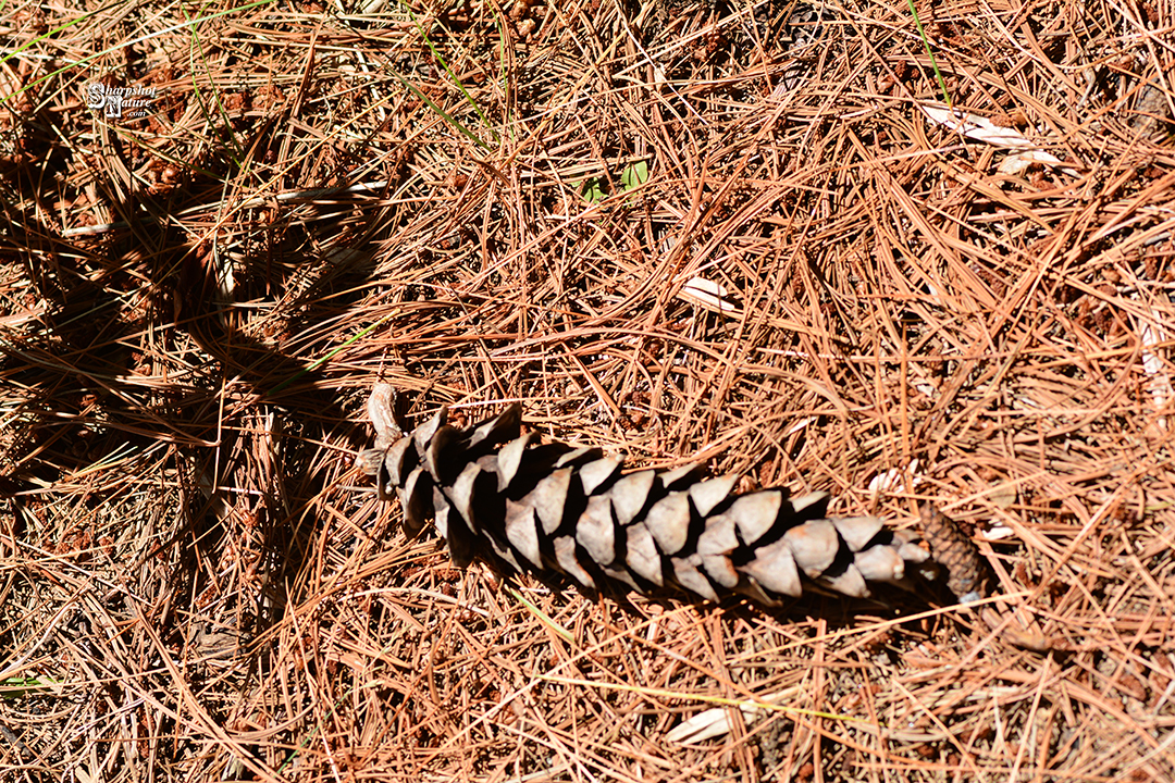 Pine Cone