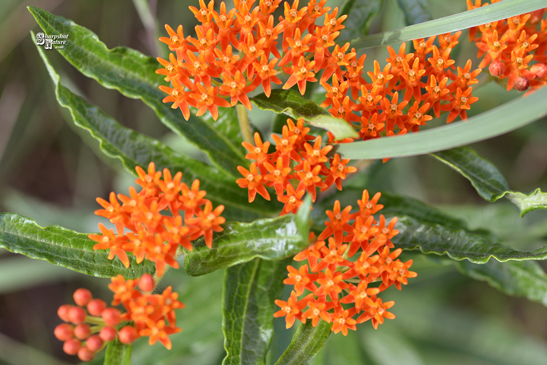Butterfly Weed