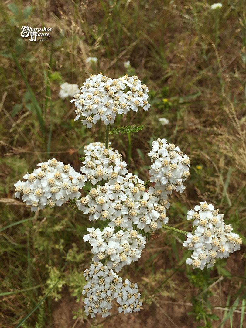 Common Yarrow