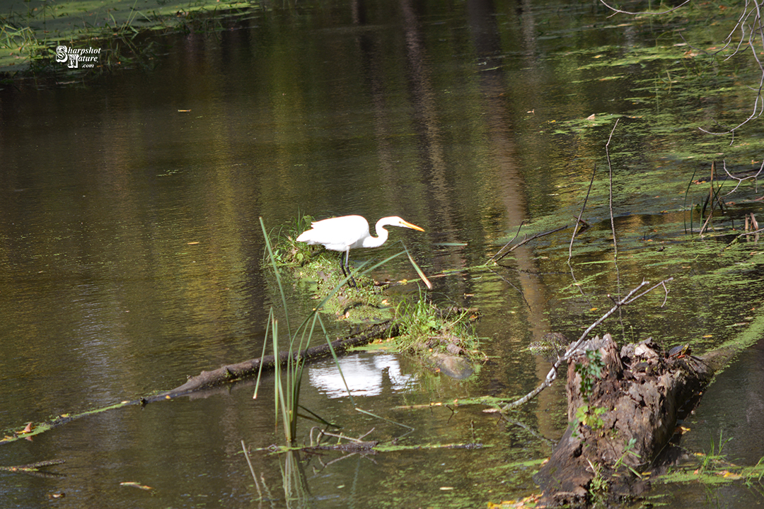 Great Egret