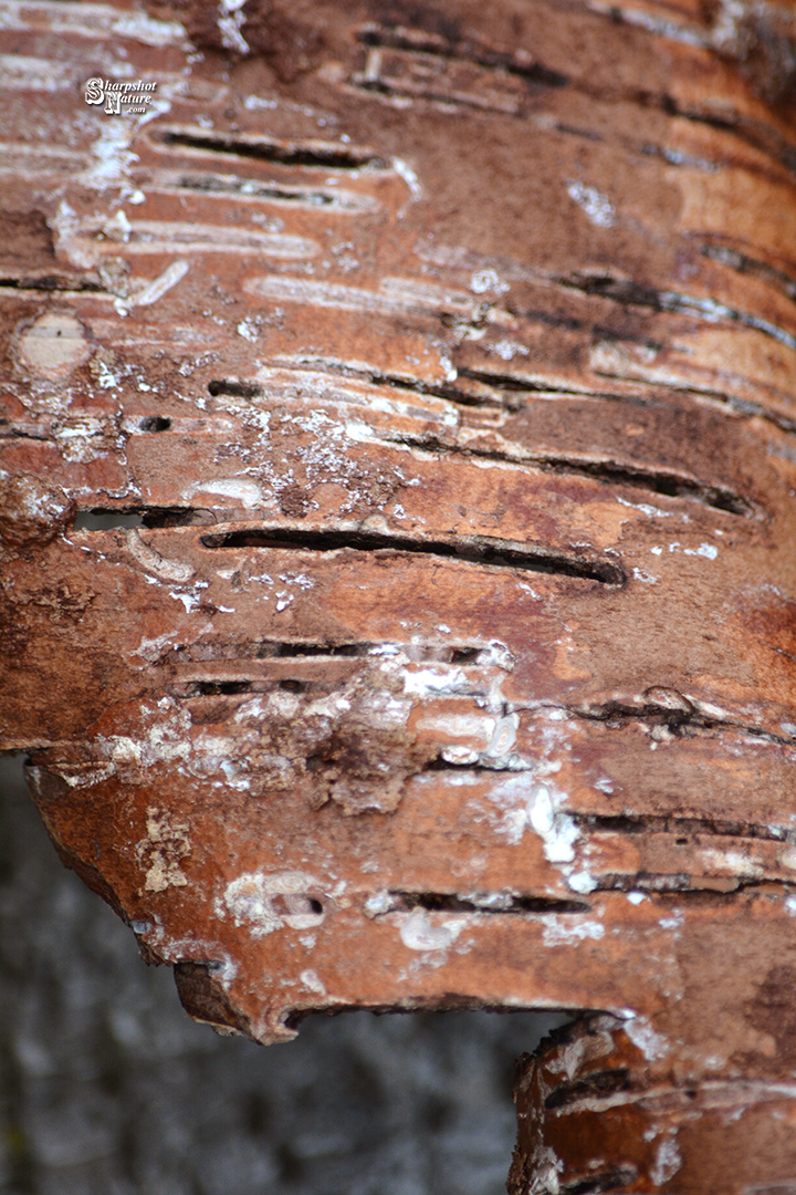 Tree Bark