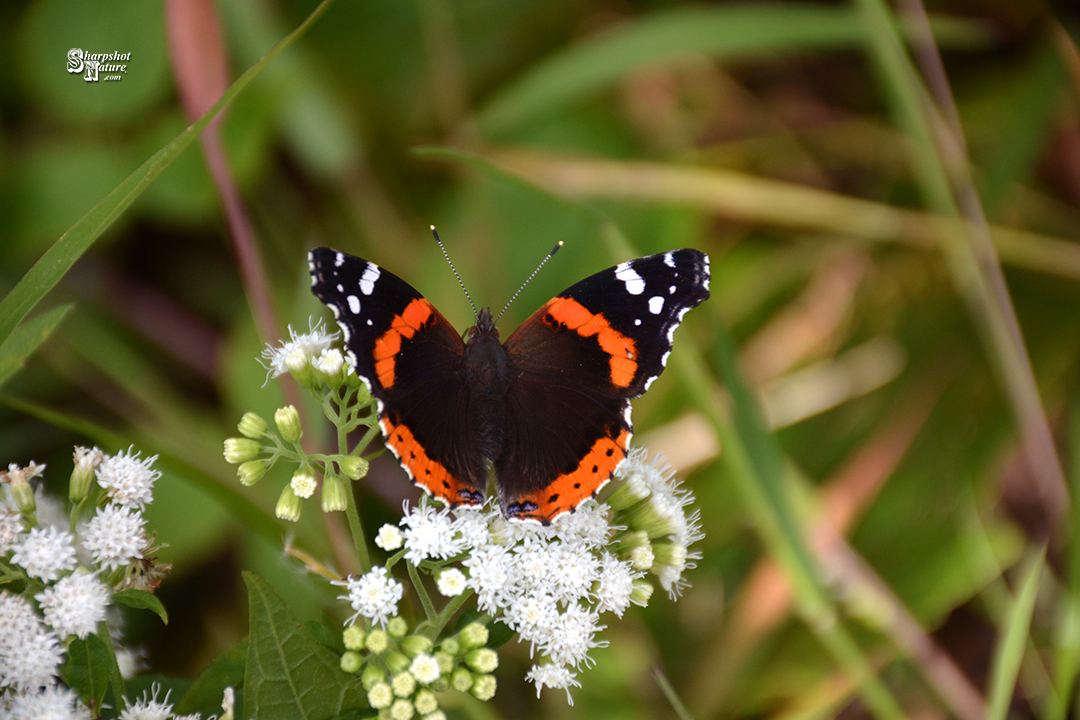 Red Admiral