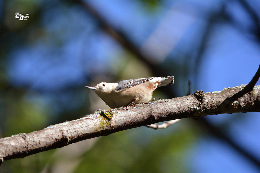 Nuthatch