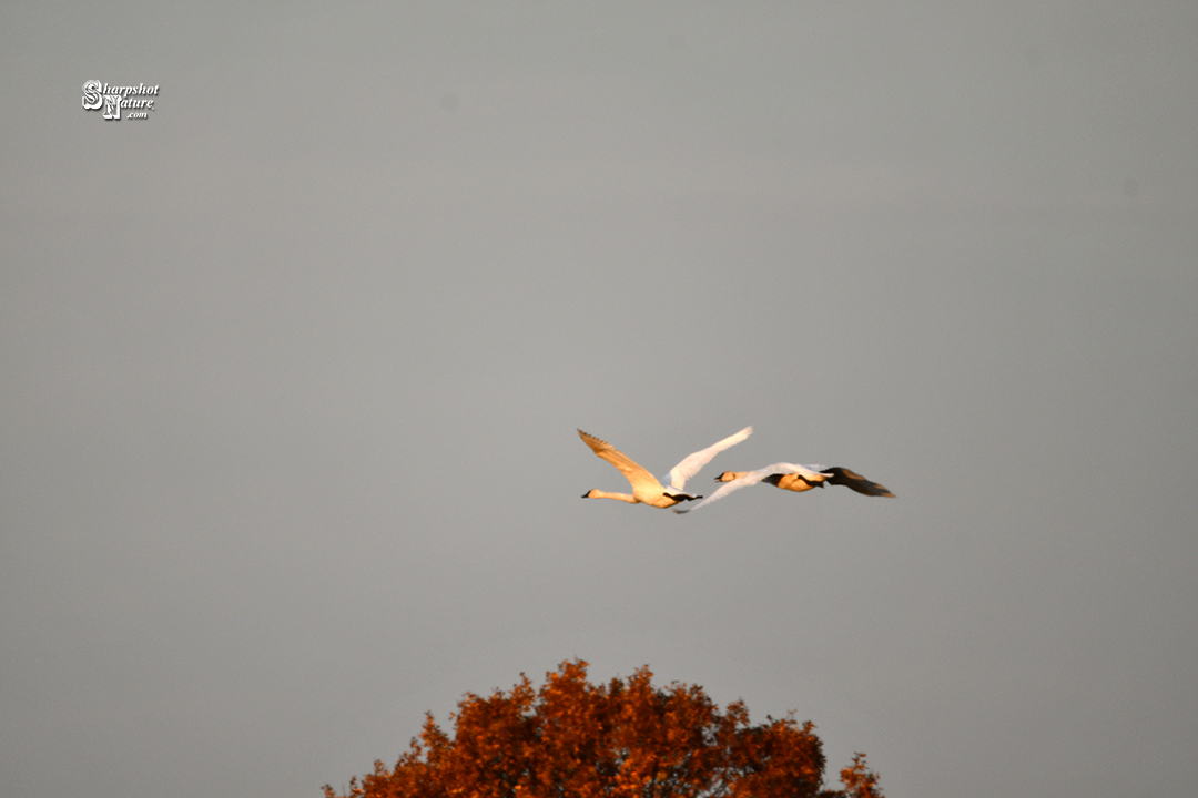 Trumpeter Swan
